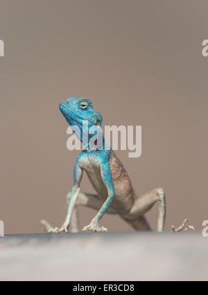 Porträt eines männlichen Sinai Agama (Pseudotrapelus Sinaitus), Sharjah, Vereinigte Arabische Emirate Stockfoto