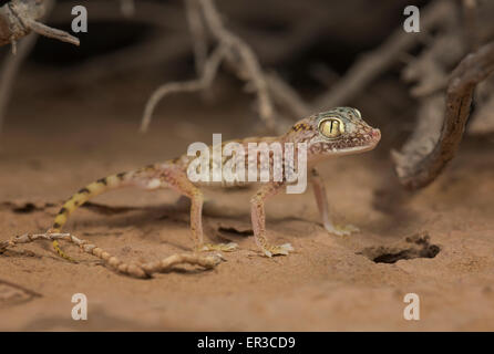 Nahen Osten kurz fingerte Gecko (Stenodactylus Doriae), Sharjah, Vereinigte Arabische Emirate Stockfoto