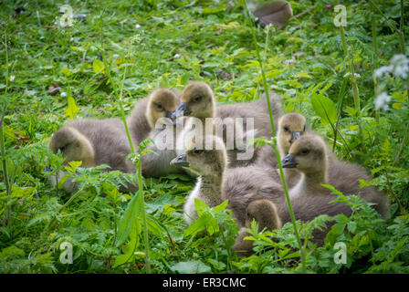 7 Gänseküken auf einer Grasbank. Stockfoto