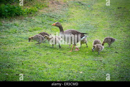 Gänsemutter mit Gänsel Stockfoto