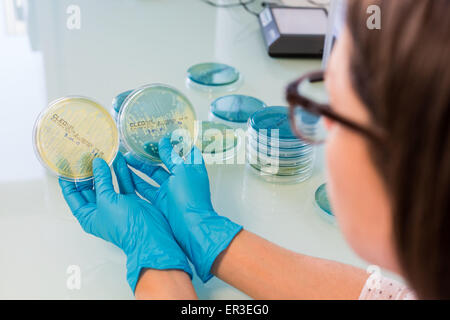 Hände halten eine Kultur-Platte, die Prüfung auf das Vorhandensein von Escherichia-coli-Bakterien durch Antibiotika-Resistenz zu betrachten. Stockfoto