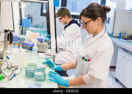 Hände halten eine Kultur-Platte, die Prüfung auf das Vorhandensein von Escherichia-coli-Bakterien durch Antibiotika-Resistenz, betrachten Biologie und Forschungszentrum in University Hospital Health, Limoges, Frankreich. Stockfoto