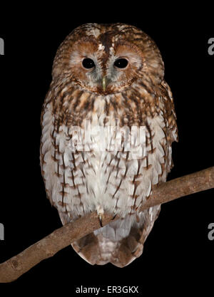 Waldkauz (Strix Aluco) Stockfoto