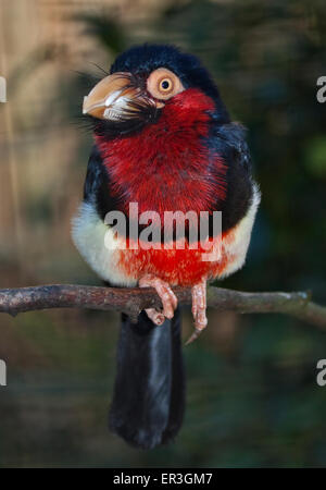 Bärtige Barbet (Lybius Dubius) Stockfoto