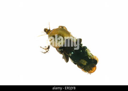 Fall von Insekten Köcherfliegenart Larve hergestellt aus schneiden Blätter und organischen Materialien Ramshorn Muscheln Pflanze Blatt Fall und Zuhause Stockfoto