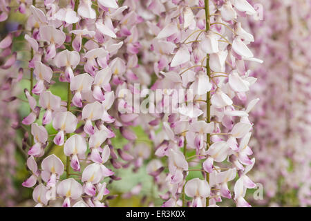 Detail der Blüten leicht blass violetten zarten rosa lila lila Lavendel Farbe Blauregen Blumen Stockfoto