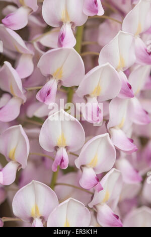 Detail der Blüten leicht blass violetten zarten rosa lila lila Lavendel Farbe Blauregen Blumen Stockfoto