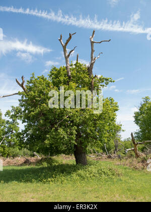 Unter der Leitung von Hirsch Stieleiche Baum: Quercus Robur. Surrey, England Stockfoto