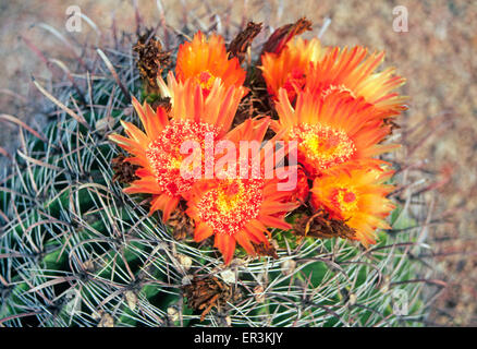 Ein Angelhaken Barrel Cactus (Ferocactus Wislizenii), wächst in den Boot Heel Region Südwesten New-Mexico Stockfoto