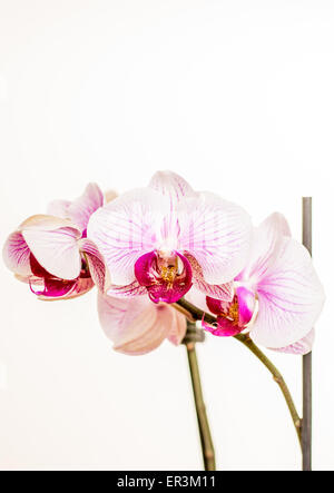 Beuty Violet Orchidee auf weißem Hintergrund Fotografie Stockfoto