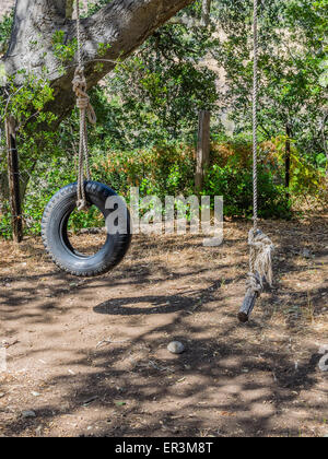 Ein Seil schwingen und eine Reifenschaukel findet im Ort an einem Baum hängen durch ein großes Seil. Stockfoto