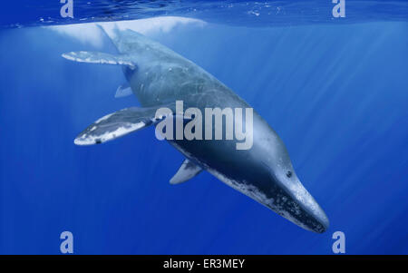 Kronosaurus Queenslandicus taucht in die Tiefen des Ozeans. Stockfoto