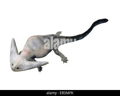 Diplocaulus ist eine ausgestorbene amphibische Lepospondyl aus dem späten Perm von Texas. Stockfoto