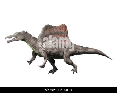 Spinosaurus ist einem Theropoden aus der späten Kreidezeit von Ägypten. Stockfoto