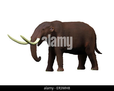 Amerikanische Mastodon (Mammut Americanum) aus dem Pleistozän Nordamerikas Stockfoto