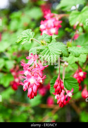 Die roten Blumen Blüte Johannisbeeren oder rot blühende Johannisbeere (Ribes Sanguineum) Stockfoto