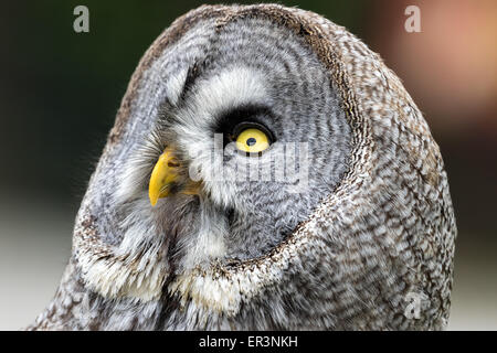 ein Porträt von einem Bartkauz Stockfoto