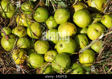 Crabapples, die verwendet werden, um Crabapple Gelee zu machen. Stockfoto