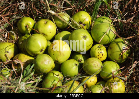 Crabapples, die verwendet werden, um Crabapple Gelee zu machen. Stockfoto