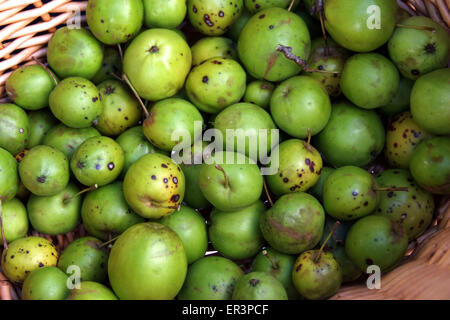 Crabapples, die verwendet werden, um Crabapple Gelee zu machen. Stockfoto