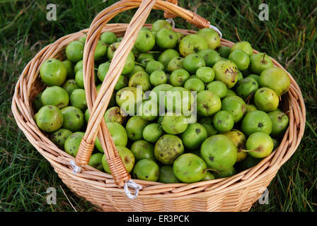 Crabapples, die verwendet werden, um Crabapple Gelee zu machen. Stockfoto