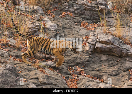 Wilden Bengal Tigerbaby läuft auf einem felsigen Hügel in Ranthambhore Tiger reserve Stockfoto