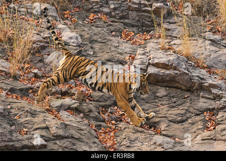 Wilden Bengal Tigerbaby läuft auf einem felsigen Hügel in Ranthambhore Tiger reserve Stockfoto