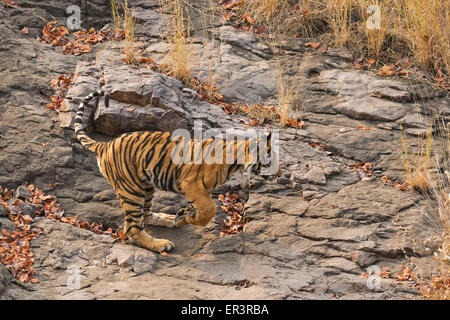 Wilden Bengal Tigerbaby läuft auf einem felsigen Hügel in Ranthambhore Tiger reserve Stockfoto