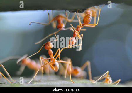 Weberameisen (Gattung Oecophylla) sind eusozialen Insekten der Familie Ameisen (Ordnung Hymenoptera). Stockfoto