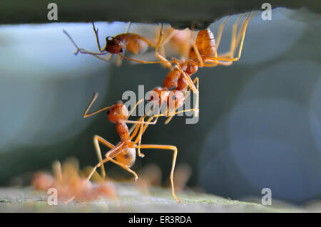 Weberameisen (Gattung Oecophylla) sind eusozialen Insekten der Familie Ameisen (Ordnung Hymenoptera). Stockfoto
