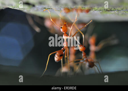 Weberameisen (Gattung Oecophylla) sind eusozialen Insekten der Familie Ameisen (Ordnung Hymenoptera). Stockfoto