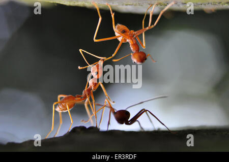 Weberameisen (Gattung Oecophylla) sind eusozialen Insekten der Familie Ameisen (Ordnung Hymenoptera). Stockfoto