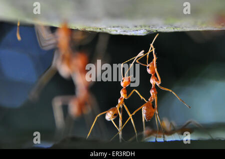 Weberameisen (Gattung Oecophylla) sind eusozialen Insekten der Familie Ameisen (Ordnung Hymenoptera). Stockfoto