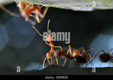 Weberameisen (Gattung Oecophylla) sind eusozialen Insekten der Familie Ameisen (Ordnung Hymenoptera). Stockfoto