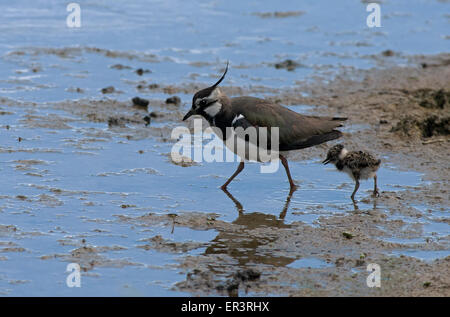 Kiebitz Vanellus Vanellus mit Küken. Frühling. UK Stockfoto