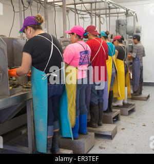 Eastpoint, Florida - Arbeitnehmer bei Barber es Meeresfrüchte, meist hispanischen Shuck Austern geerntet in der Apalachiacola Bucht. Stockfoto