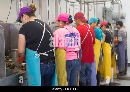 Eastpoint, Florida - Arbeitnehmer bei Barber es Meeresfrüchte, meist hispanischen Shuck Austern geerntet in der Apalachiacola Bucht. Stockfoto