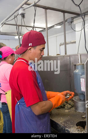 Eastpoint, Florida - Arbeitnehmer bei Barber es Meeresfrüchte, meist hispanischen Shuck Austern geerntet in der Apalachiacola Bucht. Stockfoto