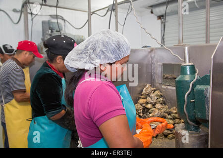 Eastpoint, Florida - Arbeitnehmer bei Barber es Meeresfrüchte, meist hispanischen Shuck Austern geerntet in der Apalachiacola Bucht. Stockfoto