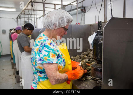 Eastpoint, Florida - Arbeiter in Barbers Meeresfrüchte Shuck Austern geerntet in der Apalachiacola Bucht. Stockfoto