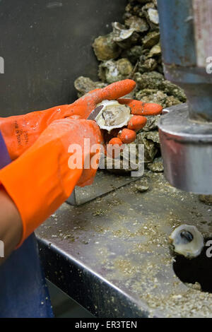 Eastpoint, Florida - Arbeiter shuck Austern in Apalachiacola Bay auf Barbers Meeresfrüchte geerntet. Stockfoto