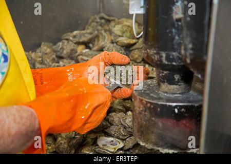 Eastpoint, Florida - Arbeiter, meist hispanischen Shuck Austern in Apalachiacola Bay auf Barbers Meeresfrüchte geerntet. Stockfoto