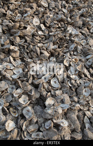 Apalachicola, Florida - Austernschalen außerhalb einer Auster Verarbeitungsanlage auf Apalachicola Bay. Stockfoto