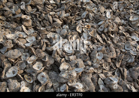 Apalachicola, Florida - Austernschalen außerhalb einer Auster Verarbeitungsanlage auf Apalachicola Bay. Stockfoto