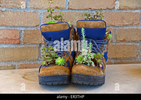 Sukkulenten wachsen in ein paar Arbeitsstiefel. Stockfoto