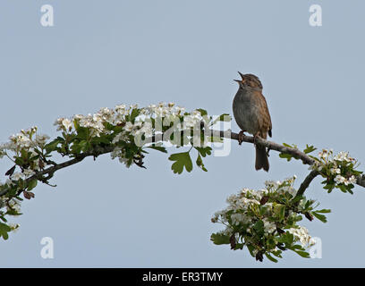 Heckenbraunelle, hockt Prunella Modularis auf Schlehe Prunus Spinosa, im Lied. Frühling. UK Stockfoto