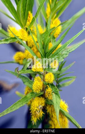 Getuftete Felberich, Lysimachia thyrsiflora Stockfoto