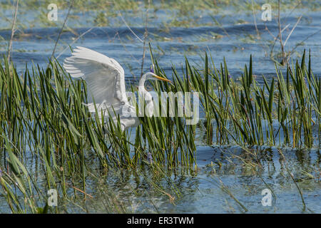 Snowy Reiher stehen unter Wasser Schilf in einem See.  Seine Flügel sind als ob er fliegen wollten. Stockfoto