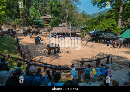 Elefant-Malerei in Maesa Elephant Camp, Chiang Mai, Thailand, Asien Stockfoto