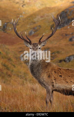 Herrliche wilde Rotwild Hirsch mit Geweih 12 Punkt während der Herbst-Brunft in den schottischen Highlands. Stockfoto